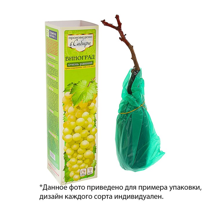 Семена Алтая Интернет Магазин Отзывы Семена Алтая Интернет Магазин Отзывы
