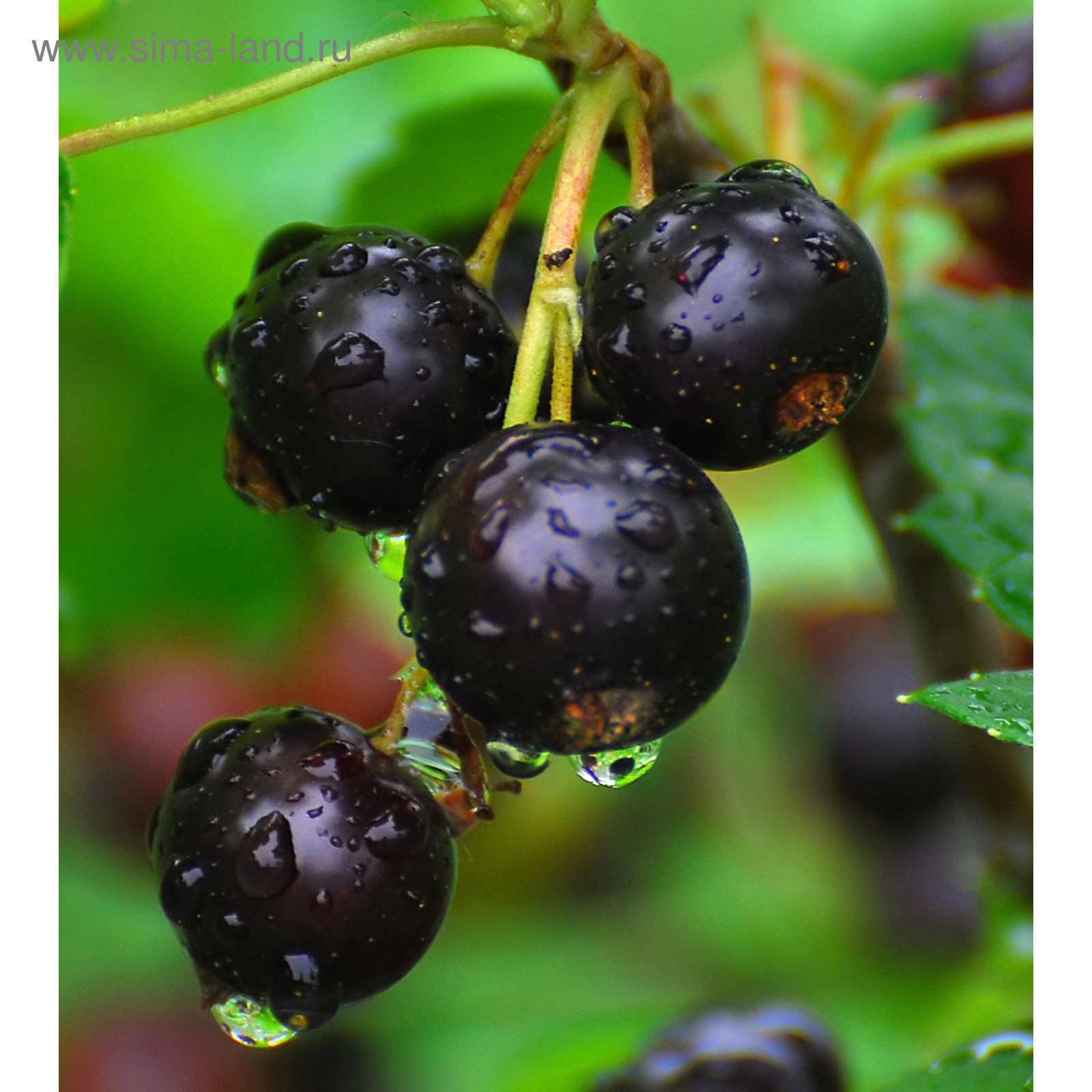 Смородина Багира Описание Сорта Фото Отзывы – Telegraph