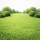 Семена газонных трав и сидератов ЕОНК  большой выбор товаров оптом и в розницу по низким ценам с доставкой по России