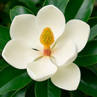 Грандифлора