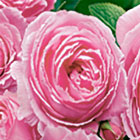 Исторические (коллекционные) розы