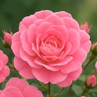 Полиантовые розы