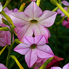 Душистый табак