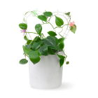 Шпалеры и опоры