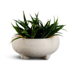 Вазоны и амфоры