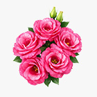 Семена цветов и кустарников