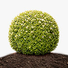 Семена деревьев и кустарников