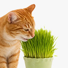 Трава для животных