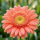 Гербера ЕОНК  большой выбор товаров оптом и в розницу по низким ценам с доставкой по России