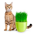 Products for Cats