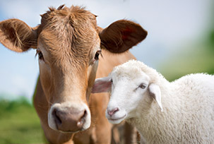 Products for Animal Husbandry
