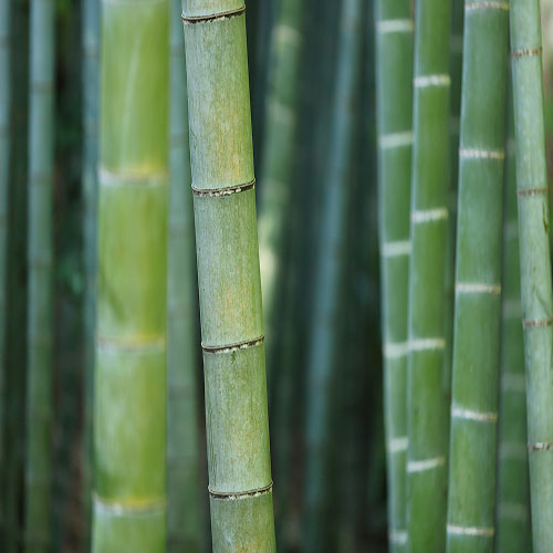 бамбук зелёный