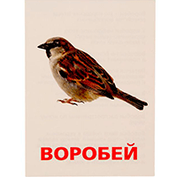 Обучающие карточки