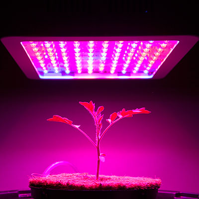 LED: Как близко вы можете держать светодиодные лампы от растений?