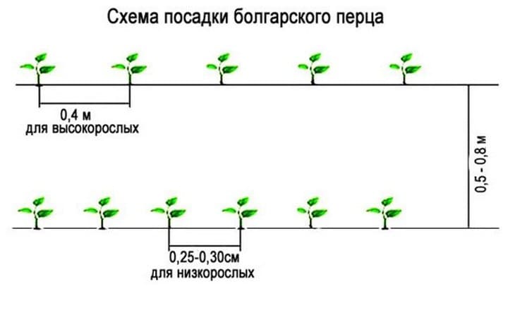 перцы рассада перцы рассада