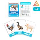 Flashcards, English "animals" 16 PCs.