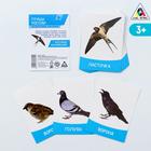 Flashcards, English "Birds of Russia" 16 PCs.