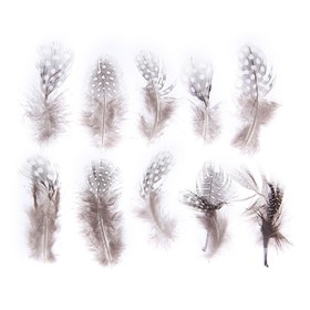 Набор перьев для декора 10 шт., размер 1 шт: 5 × 2 см, цвет коричневый с белым