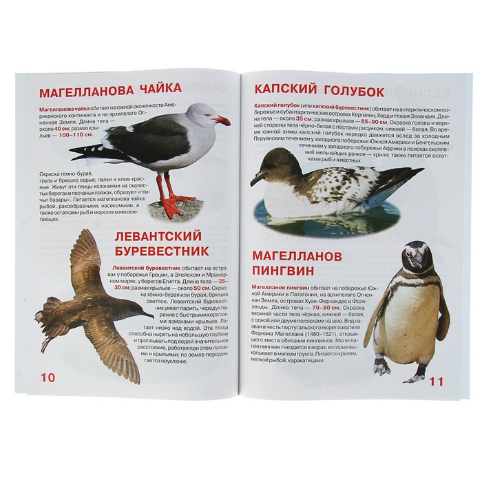Большая книга птиц. Птицы. Энциклопедия. Морские птицы книга. Энциклопедия большая книга редкие птицы.