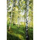 Фотообои К-117 «Берёзовый лес» (4 листа), 140 × 200 см - фото 3845740