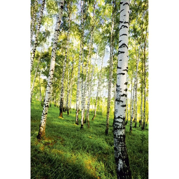 Фотообои К-117 «Берёзовый лес» (4 листа), 140 × 200 см