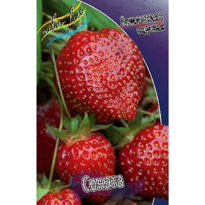 Соната сорт отзывы. Клубника сорт соната описание сорта. Соната сорт отзывы. Соната сорт отзывы. Сорт клубники соната.