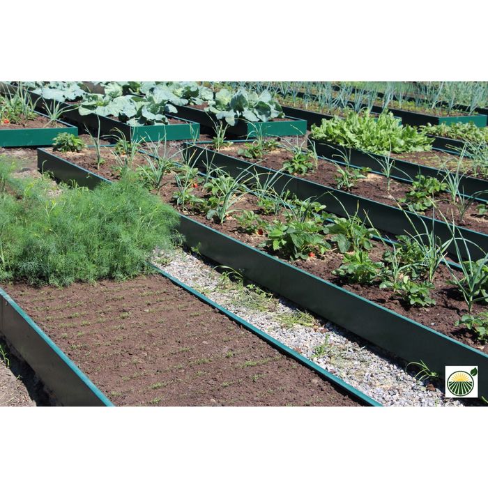 Наша грядка. Красивые грядки. Зеленая грядка. Зеленеет грядка. Зеленеет грядка.