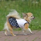 Платье OSSO для собак «Маленькая кокетка», размер 22, микс цветов - фото 8123018