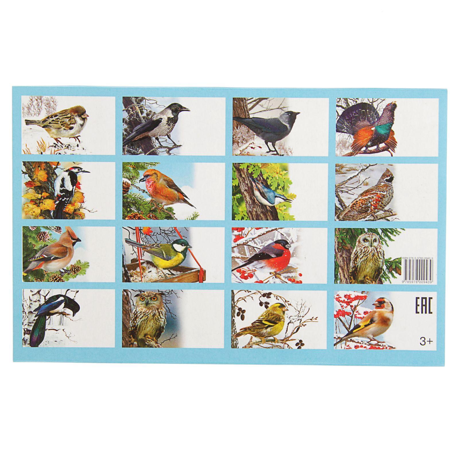 Обучающие карточки зимующие птицы России