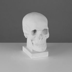 {{photo.Alt || photo.Description || 'Гипсовая фигура череп (слепок с натурального), 19 х 14 х 25 см'}}