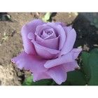 Саженец розы Голубой Нил, Весна 2023, 1 шт. - фото 7220505