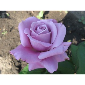Саженец розы Голубой Нил, Весна 2023, 1 шт.
