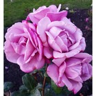 Саженец розы Моди Блюз Весна 2023, 1 шт. - фото 7033129