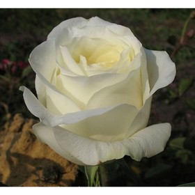 Саженец розы Анастасия,  Весна 2023, 1 шт.