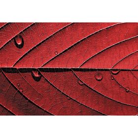 Фотообои "Красный лист" M 613 (2 полотна), 200х135 см