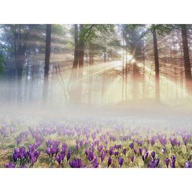 Фотообои "Утро в лесу" M 638 (2 полотна), 200х135 см