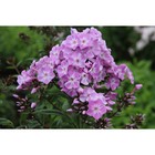Флокс "Северное облако" Корневища Флокс "Северное облако" Корневища