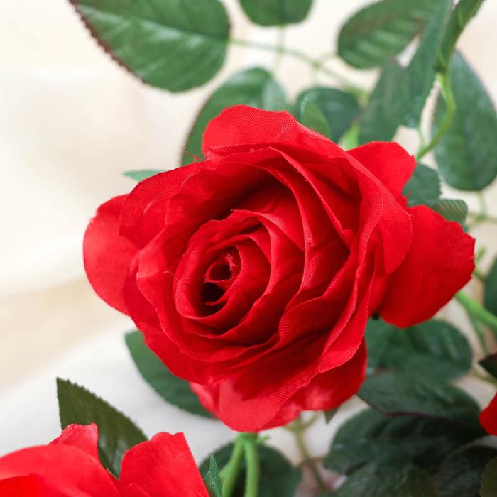 3 бутон. Трех бутонах цветы розы. История красной розы.