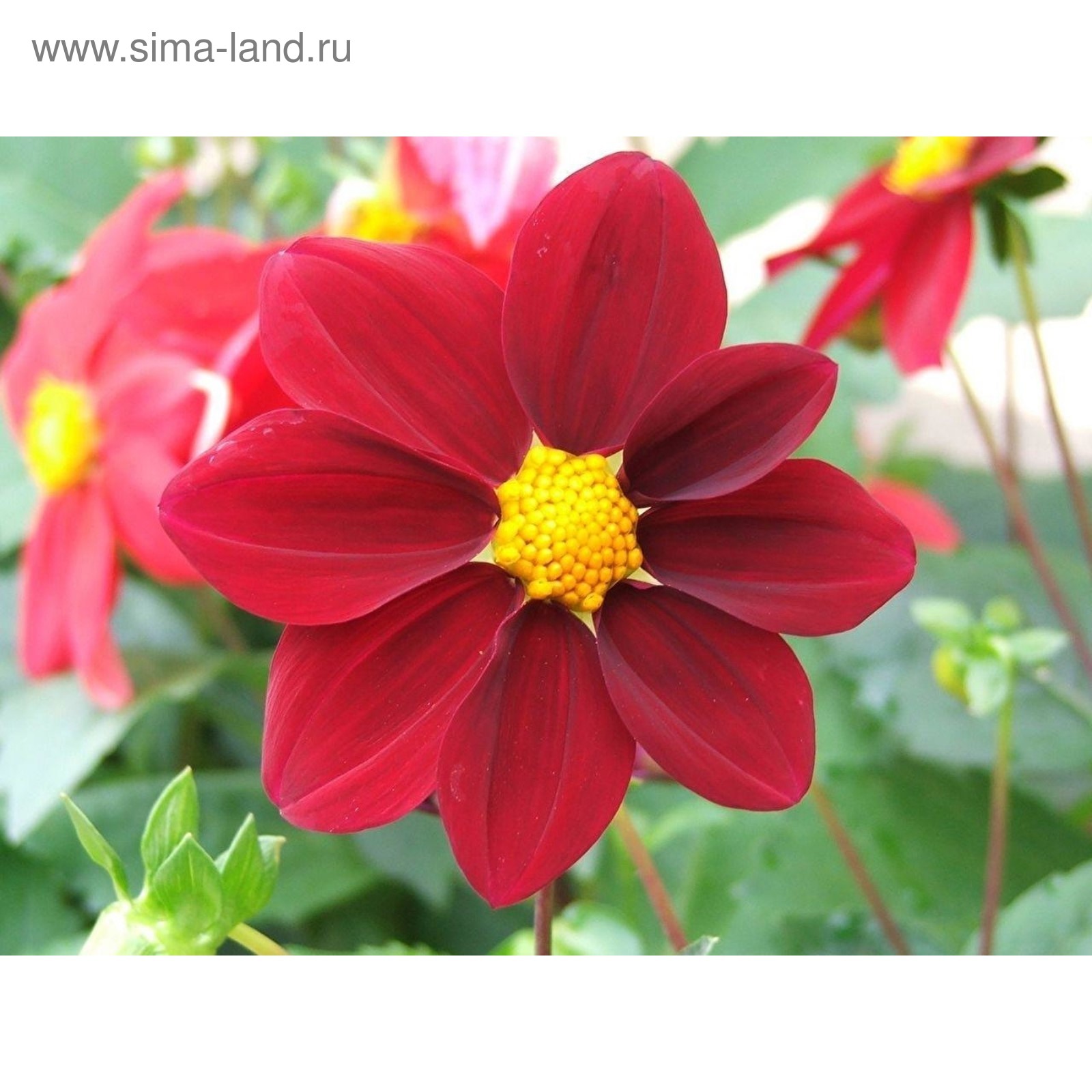 Георгина Dahlia variabilis