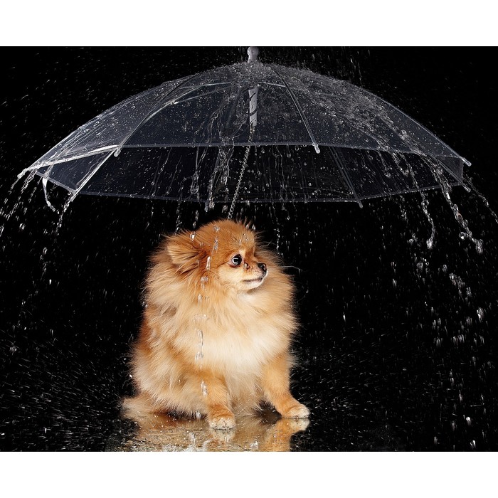 Зонт для животных "Дружок", d=76 см