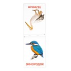 Обучающие карточки Г. Домана «Птицы», на скрепке, 20 стр. - фото 8473825