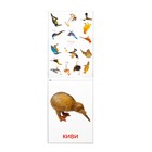 Обучающие карточки Г. Домана «Птицы», на скрепке, 20 стр. - фото 8473826