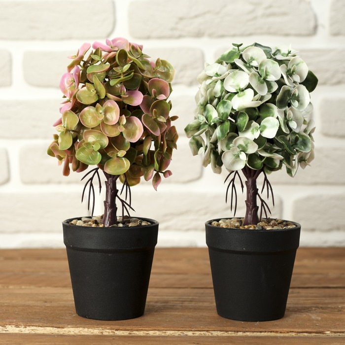 Pilea Интернет Магазин Растений Отзывы