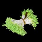 Тычинки для искусственных цветов "Пушистые светло-зелёные" длина 6 см (набор 170 шт) - фото 245819631