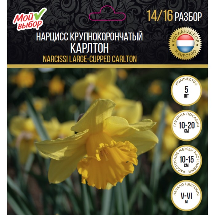 Нарцисс крупнокорончатый Карлтон, р-р 14/16, 5 шт