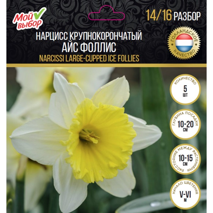 Нарцисс крупнокорончатый Айс Фоллис, р-р 14/16, 5 шт