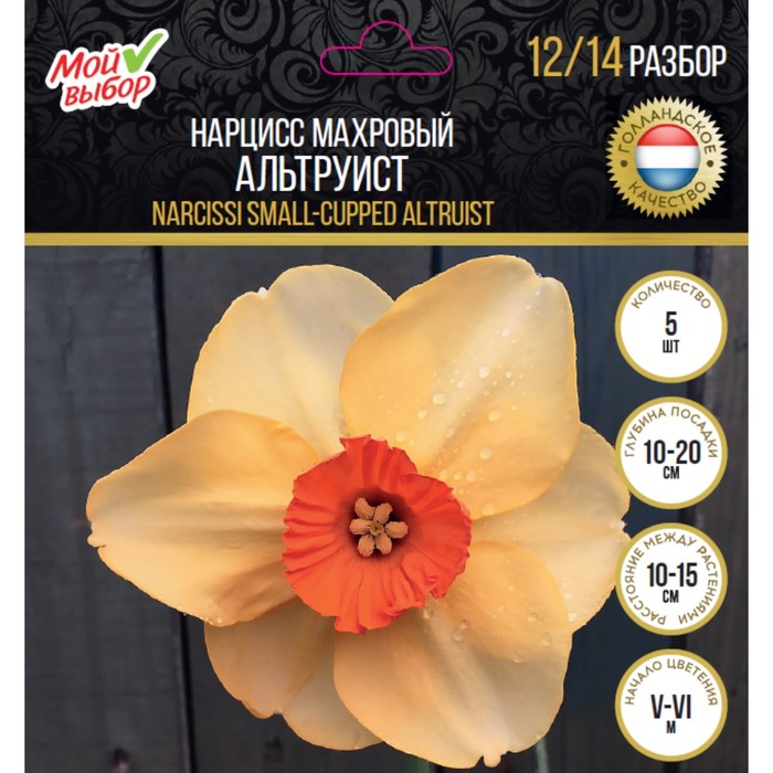 Нарцисс махровый Альтруист, р-р 12/14, 5 шт