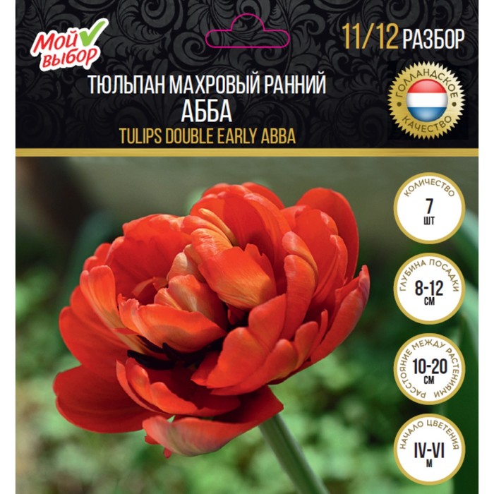 Тюльпан махровый ранний Абба, р-р 11/12, 7 шт