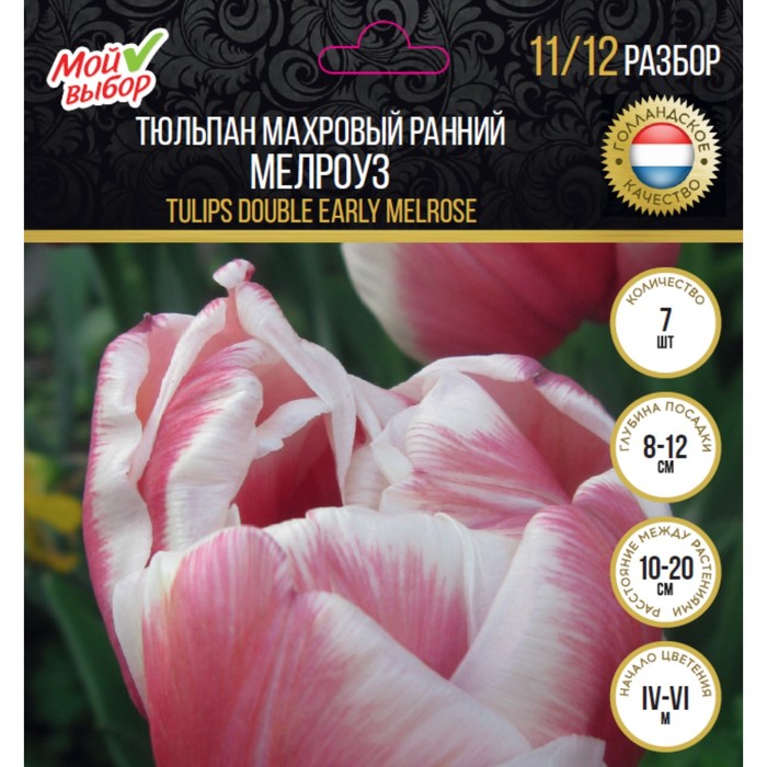 Тюльпан махровый ранний Мелроуз, р-р 11/12, 7 шт