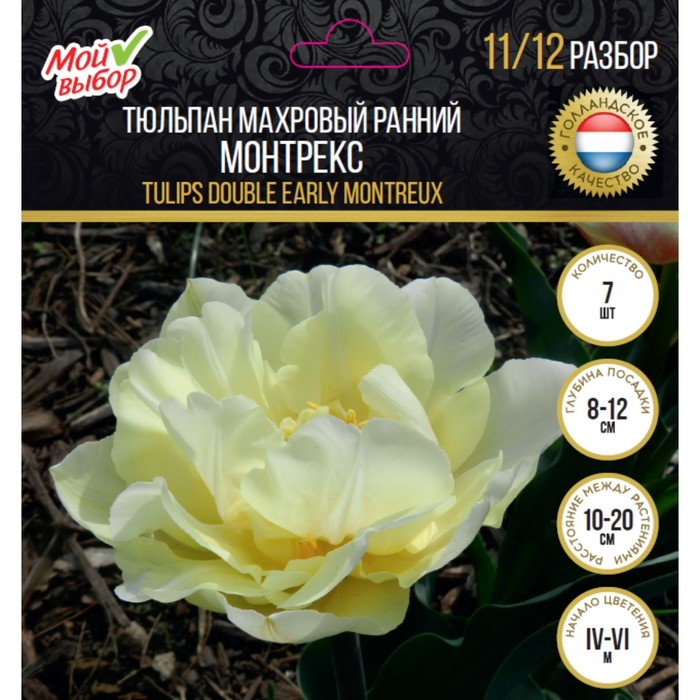 Тюльпан махровый ранний Монтрекс, р-р 11/12, 7 шт